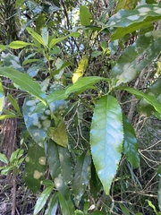 Cephaleuros lagerheimii