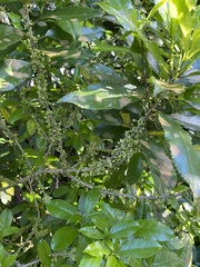 Cephaleuros lagerheimii