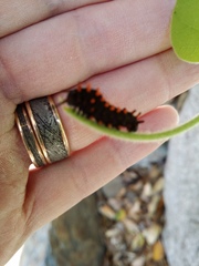 Battus philenor hirsuta