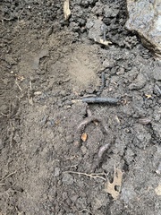Lumbricidae