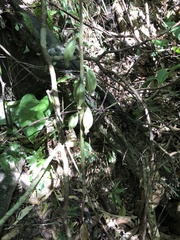 Eulophia zollingeri