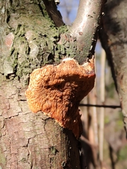 Dichomitus campestris