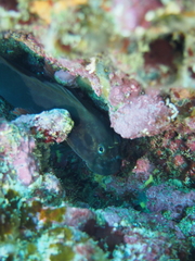 Ophioblennius atlanticus