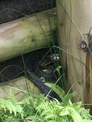 Rhabdophis tigrinus tigrinus