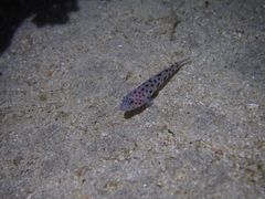 Thorogobius ephippiatus