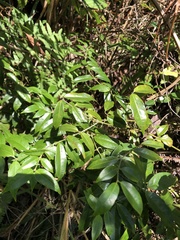 Coptosapelta diffusa