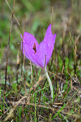 Colchicum bivonae