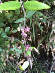 Vincetoxicum oshimae