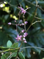 Vincetoxicum oshimae