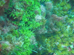 Caulerpa webbiana