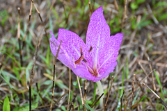 Colchicum bivonae