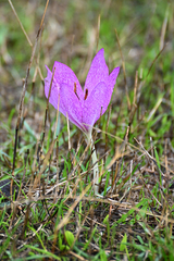 Colchicum bivonae
