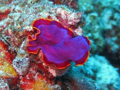 Pseudoceros ferrugineus