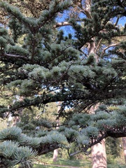 Cedrus atlantica