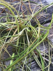 Sparganium gramineum