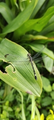 Hylaeothemis apicalis