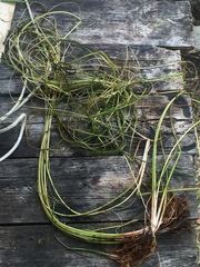 Sparganium gramineum