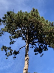 Pinus nigra