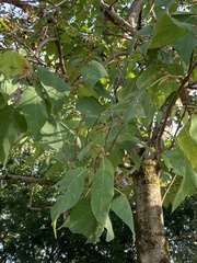 Paulownia tomentosa