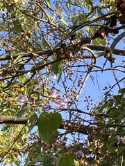 Paulownia tomentosa