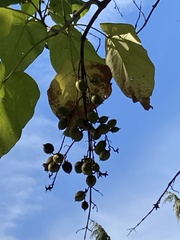 Paulownia tomentosa