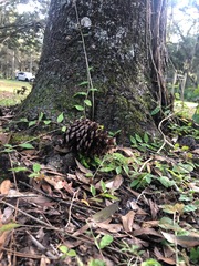 Pinus elliottii elliottii