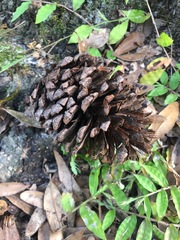 Pinus elliottii elliottii