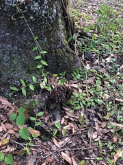 Pinus elliottii elliottii