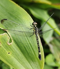 Hylaeothemis apicalis
