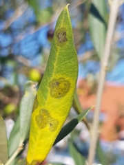 Venturia oleaginea