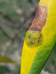 Venturia oleaginea