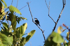 Hemipus hirundinaceus