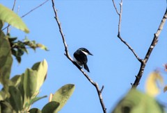 Hemipus hirundinaceus