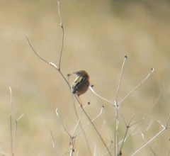 Cisticola juncidis