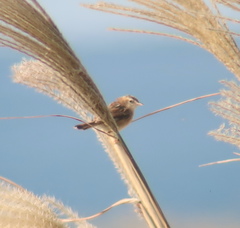 Cisticola juncidis