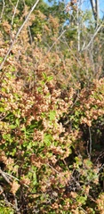 Pomaderris paniculosa paniculosa