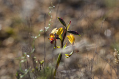 Diuris brachyscapa