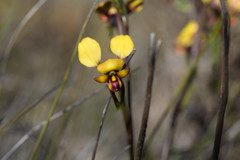 Diuris brachyscapa