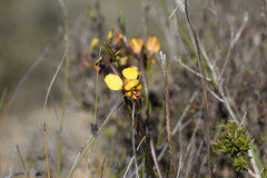Diuris brachyscapa