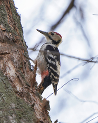 Dendrocopos leucotos