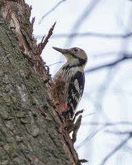 Dendrocopos leucotos