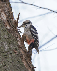 Dendrocopos leucotos