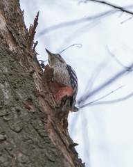 Dendrocopos leucotos