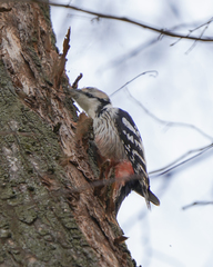 Dendrocopos leucotos