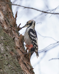 Dendrocopos leucotos