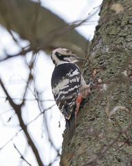 Dendrocopos leucotos