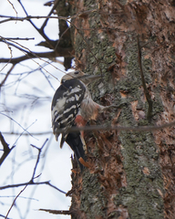 Dendrocopos leucotos