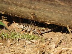 Podarcis carbonelli carbonelli