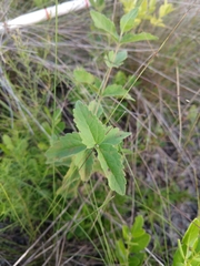 Eupatorium rotundifolium