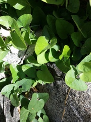 Battus philenor hirsuta